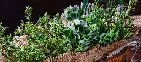 Will My Herbs Survive Winter? A Guide to Overwintering Perennial Herbs