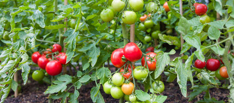 What to know about pruning tomatoes