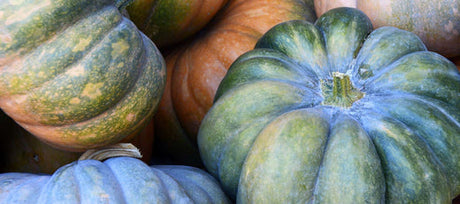 The Joy of Growing Pumpkins