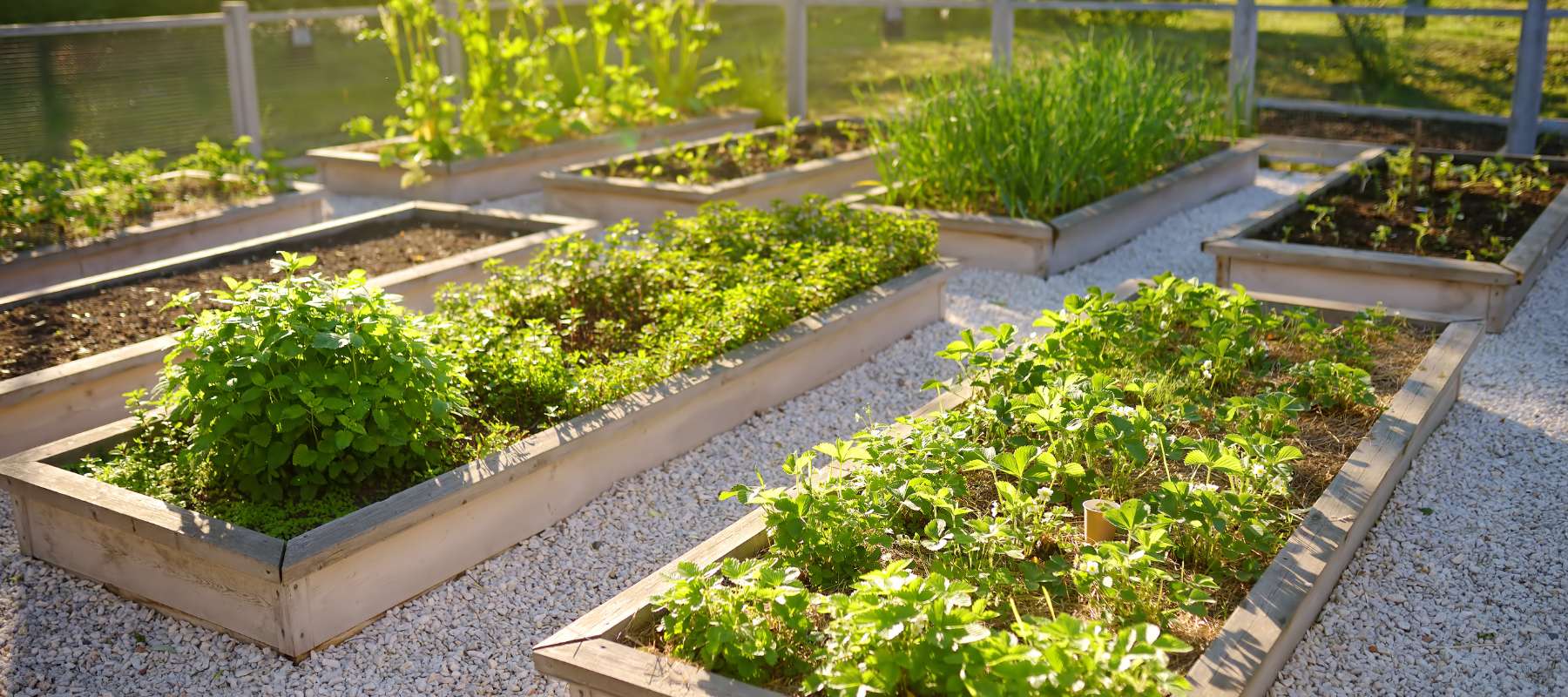 The Pros and Cons of Raised Bed Gardening