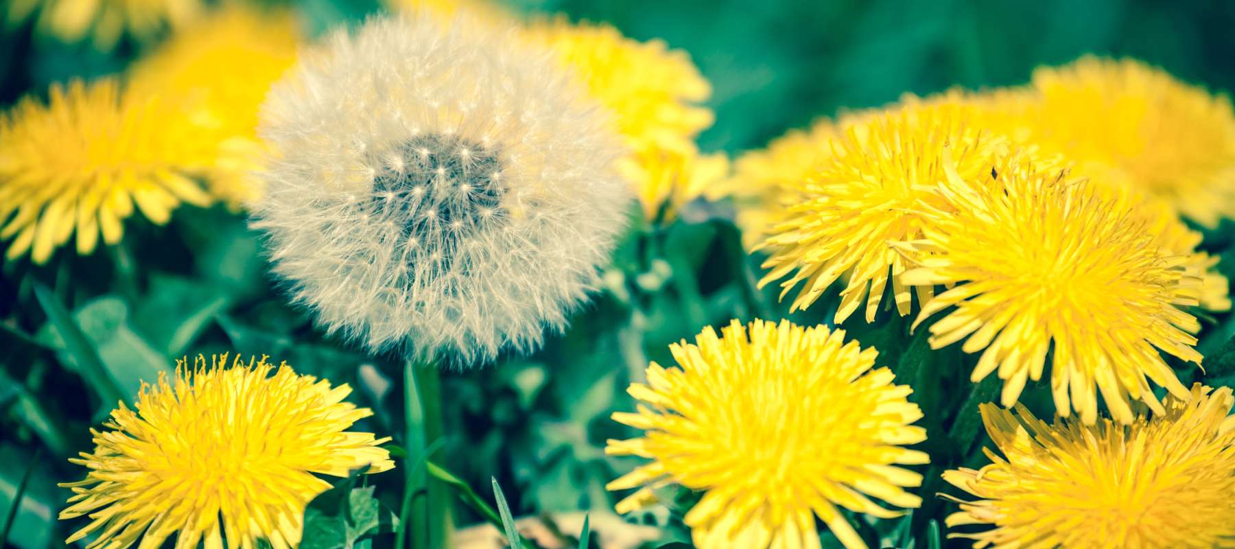 5 Reasons Why You Should Grow Dandelions