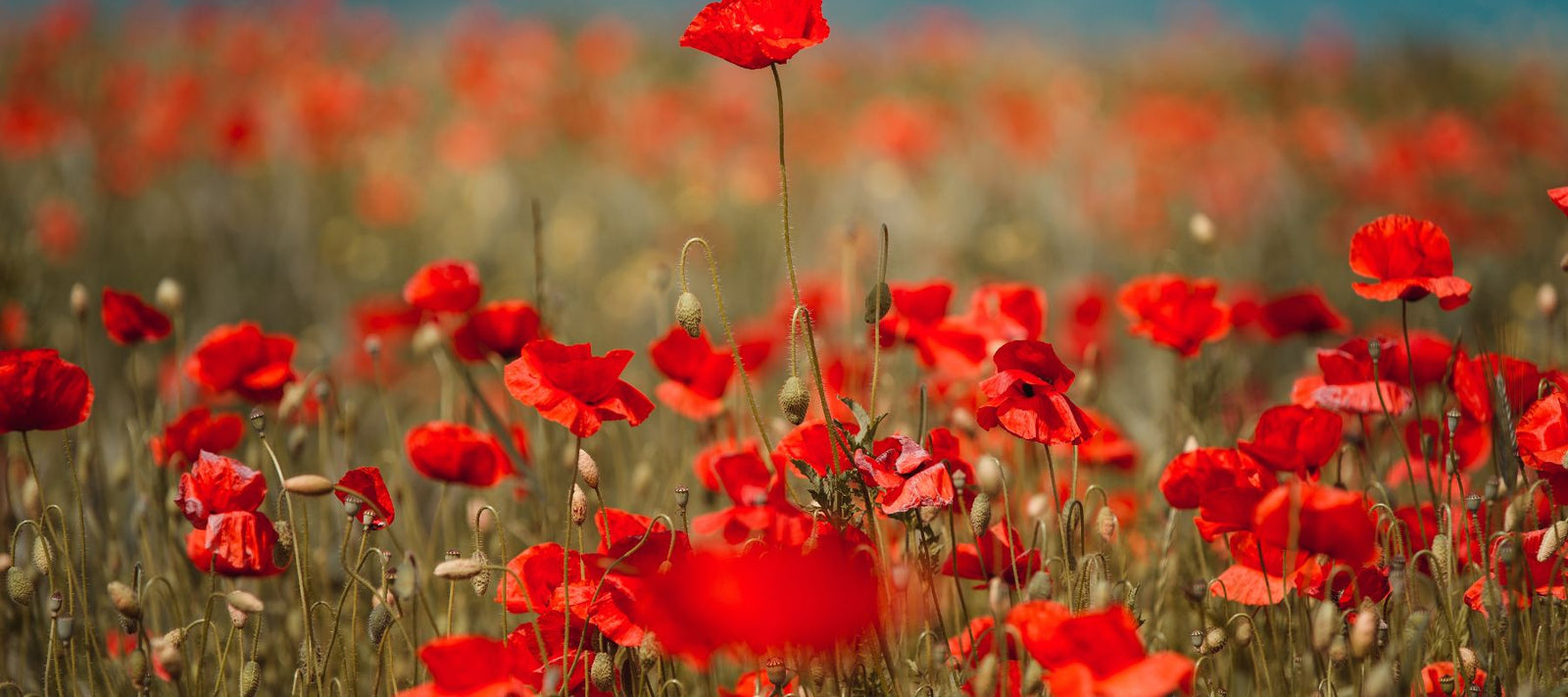 Ignite Your Garden: A Guide to Red Flowers