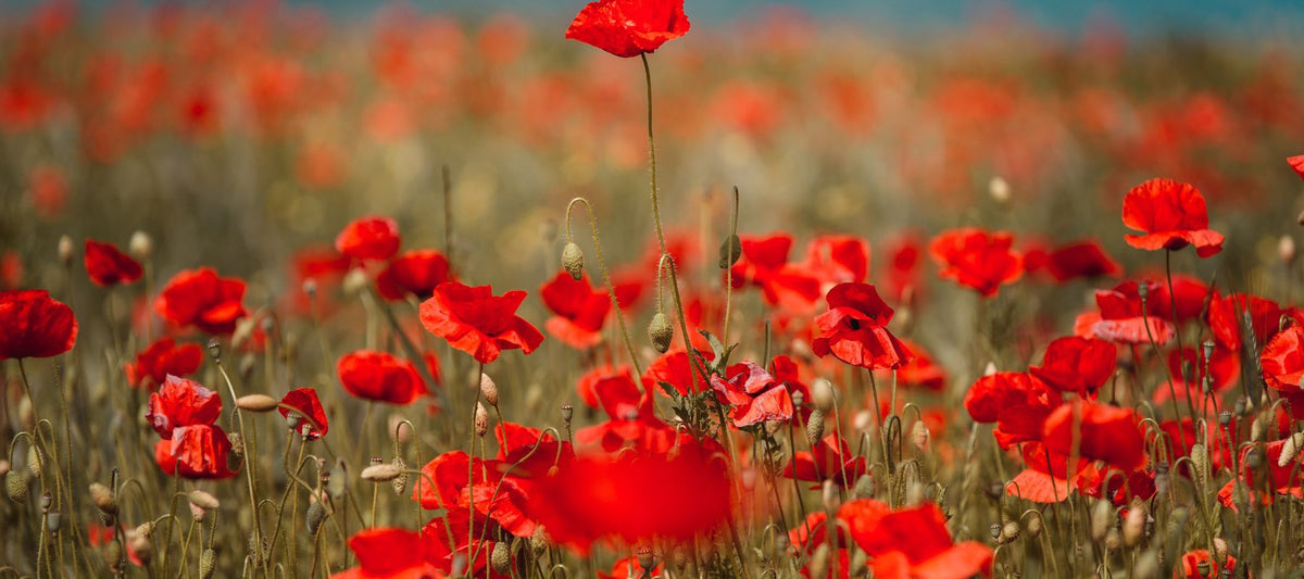 A Guide to Growing Red Flowers – SurvivalGardenSeeds