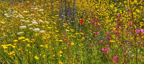 Wildflower field 