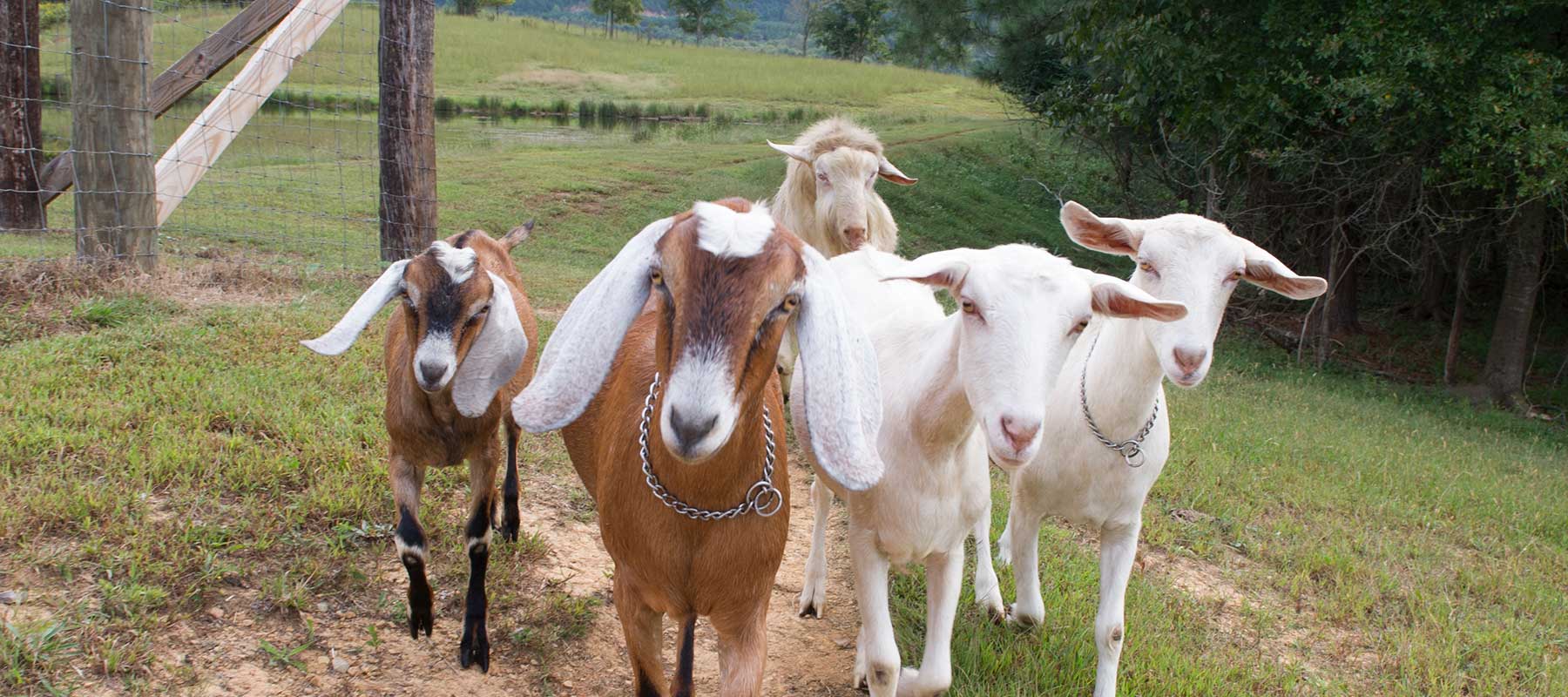 Meet Southern Natural Soap - Goat's Milk Soap