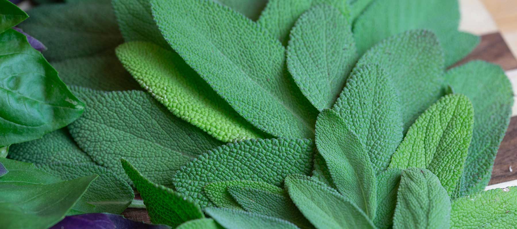 fittonia nerve plant Nerve Plant White Vein main image 1