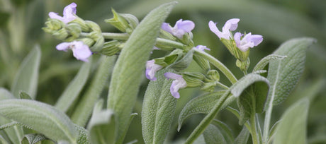 Sage Plant: A Complete Guide to Growing and Using Sage