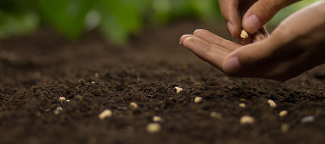 Open-Pollinated, Non-GMO, Heirloom Seeds: What does it all mean?