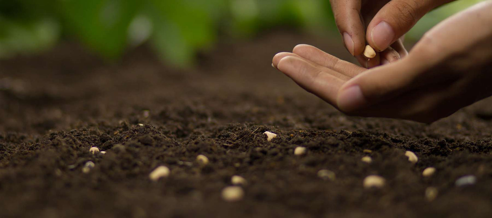 Open-Pollinated, Non-GMO, Heirloom Seeds: What does it all mean?
