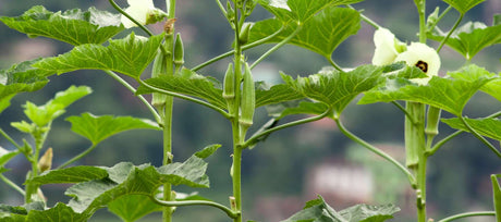 Vegetables for Southern Gardens: What to Grow in Heat and Humidity