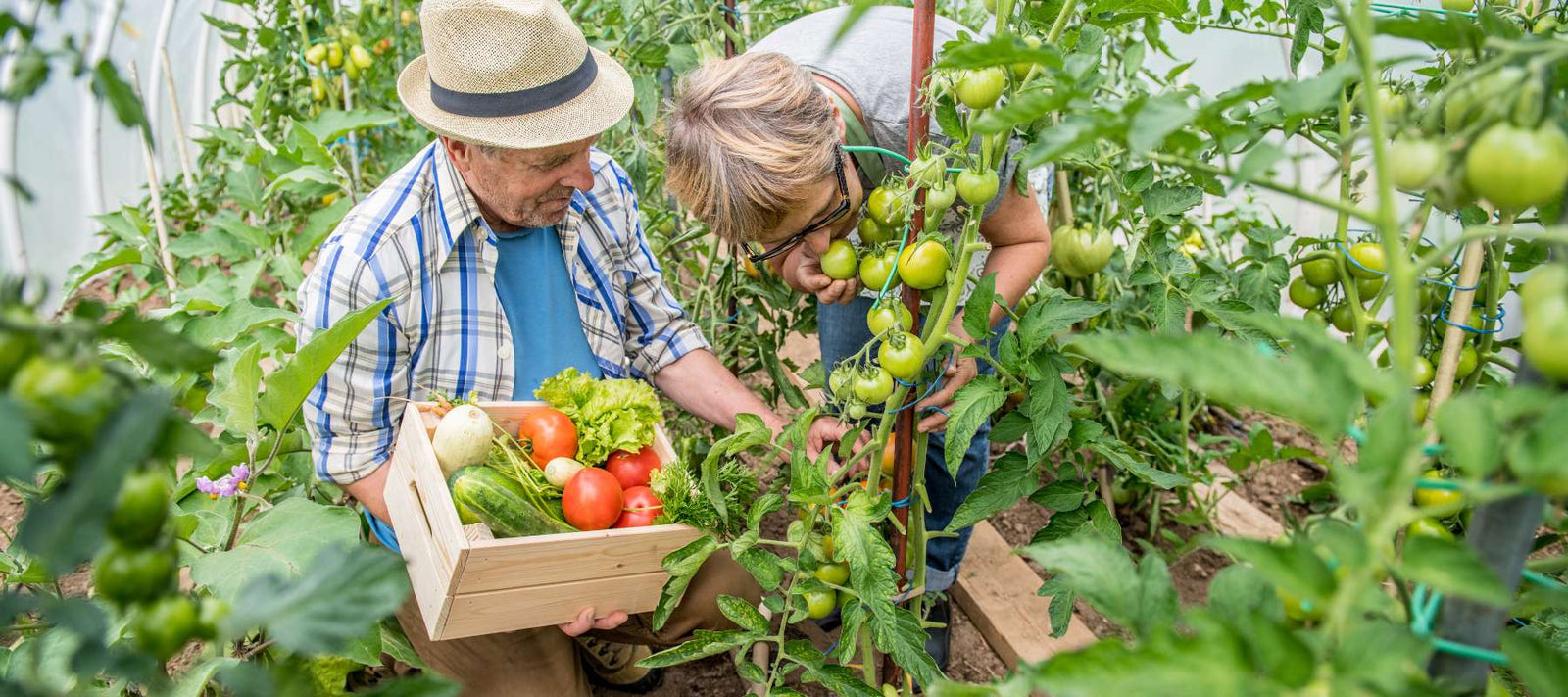Start a Backyard Garden From Scratch