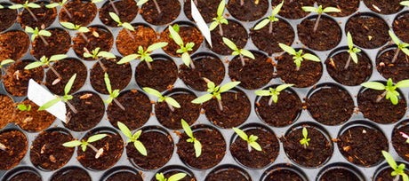 Starting Seeds Indoors