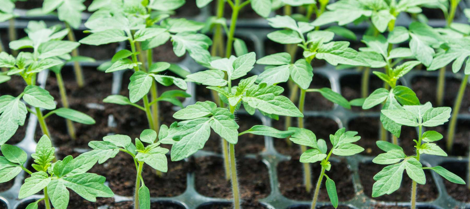 Starting Tomato Seeds Indoors