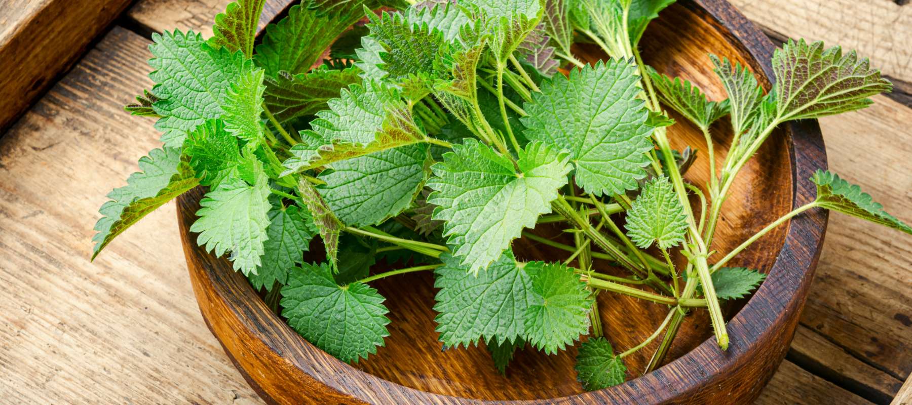 The Benefits of Growing Stinging Nettle