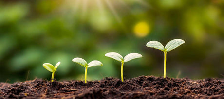 Use Succession Planting to Maximize Your Garden Yields