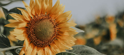 Blog posts Growing Sunflowers - Survival Garden All Stars