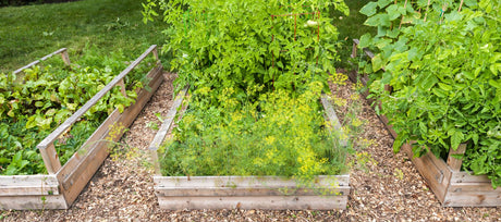 Survival Gardening 101 - Planning and Planting a Garden