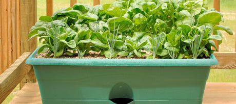 Survival Gardening: Container Gardening & Emergency Strategies