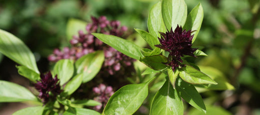 Growing Thai Basil from Seed to Harvest