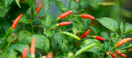 Unleash the Heat: A Guide to Growing and Using Fiery Thai Peppers