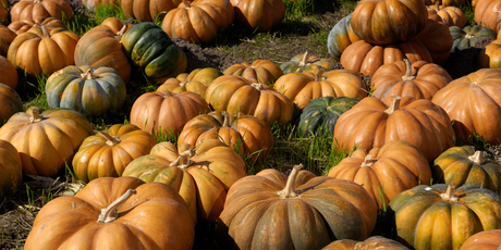 The Law of the Harvest & Survival Gardening