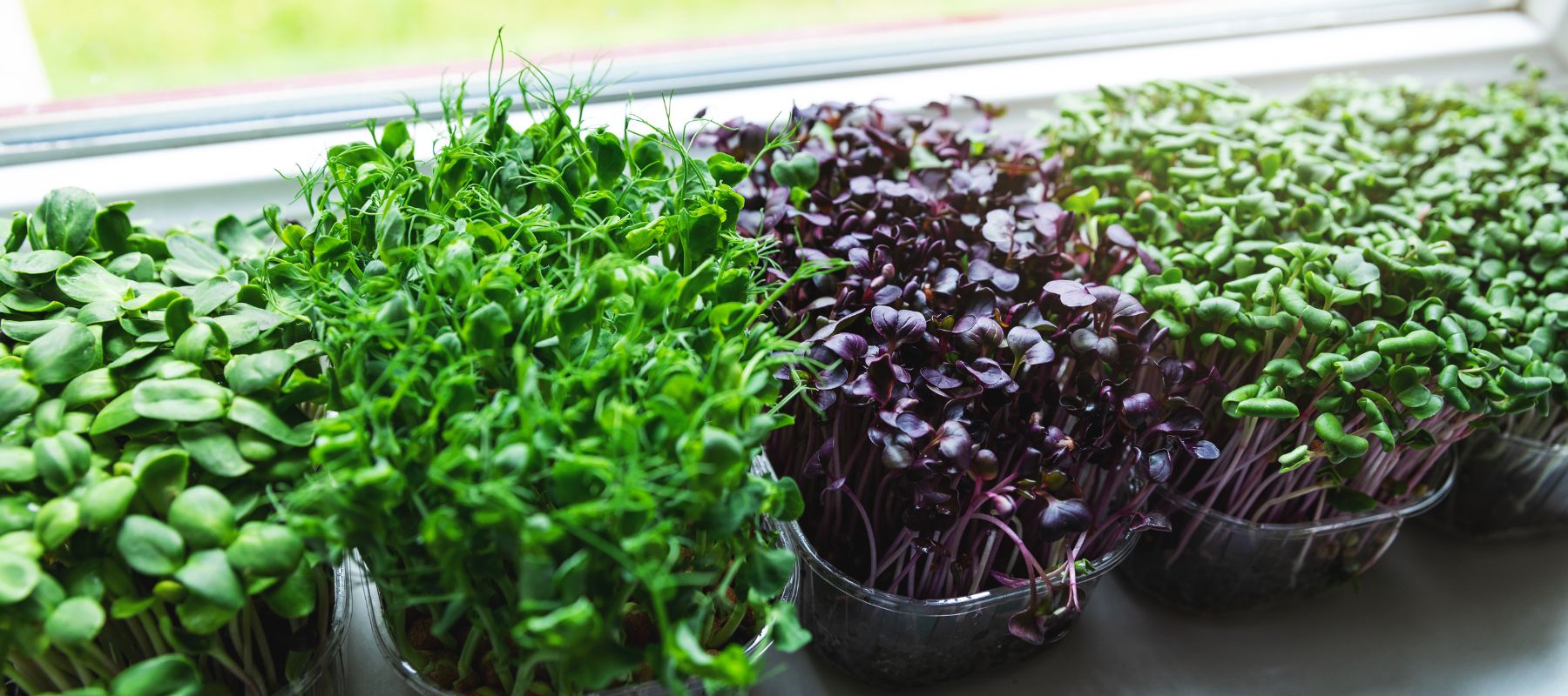 5 Tips for Growing Microgreens