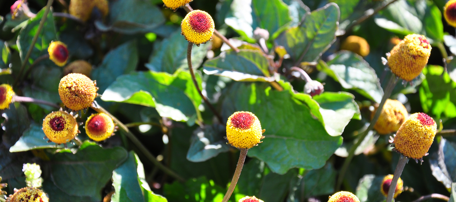 Unlocking the Secrets of the Toothache Plant