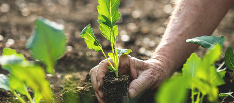 Getting Seedlings Ready for the Garden