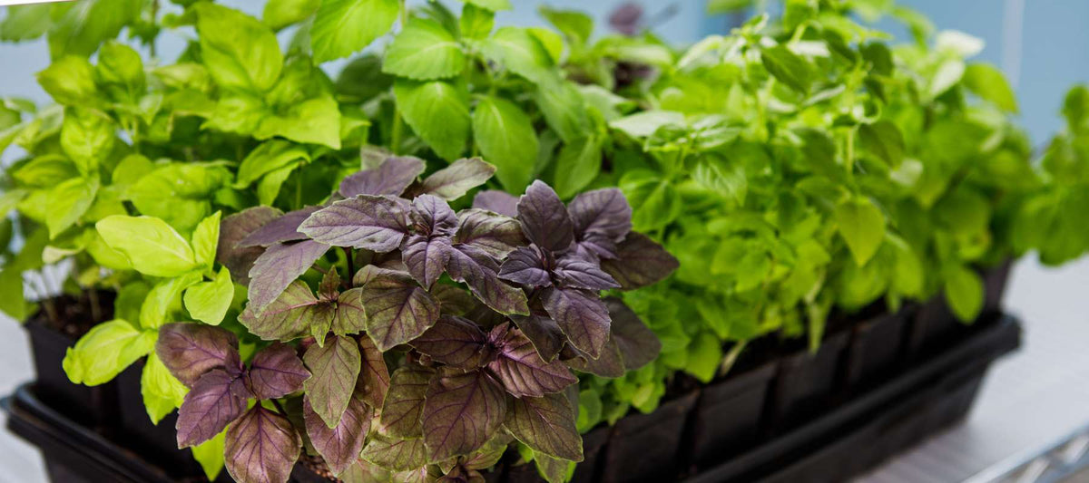 Exploring the Many Types of Basil – SurvivalGardenSeeds