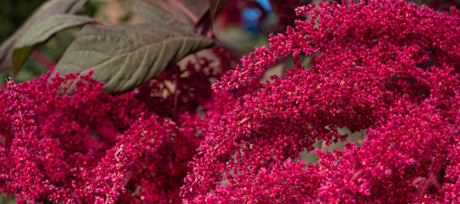 Amaranth Plant Uses
