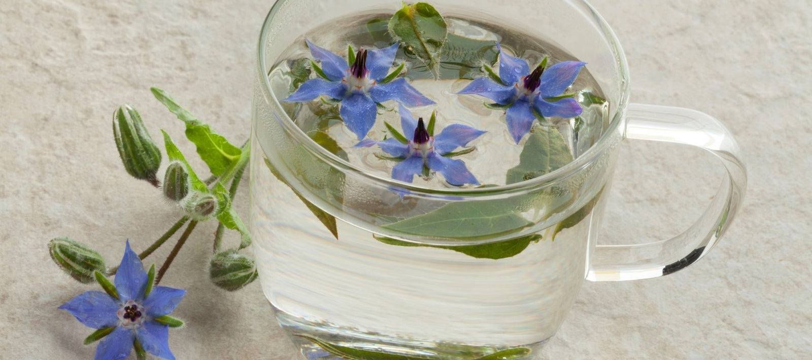 Harvesting and Using Borage