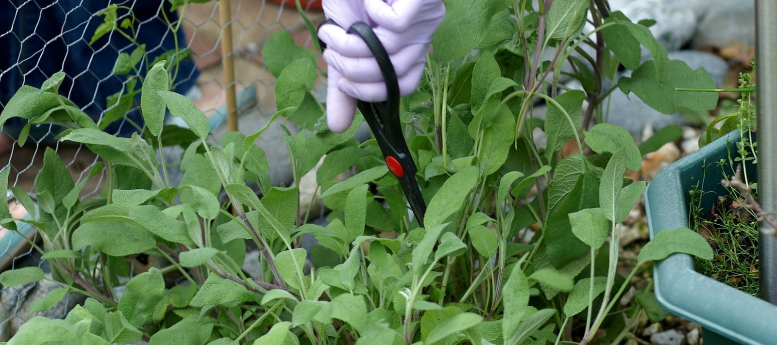 Harvesting and Using Sage