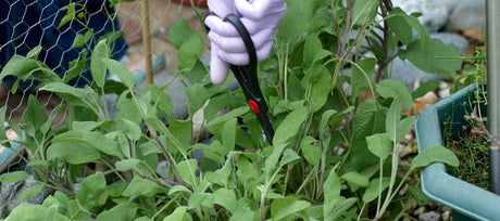Harvesting and Using Sage