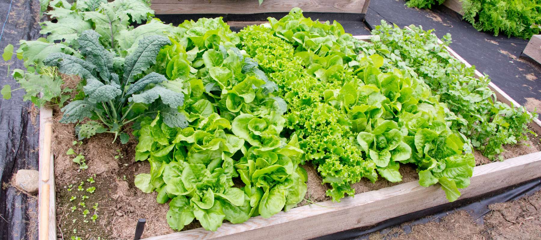 10 Vegetables to Plant in April