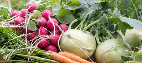 What to Plant in August