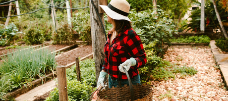 What to Plant in August for Fall Harvests and Spring Blooms