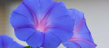 When to Plant Morning Glory Seeds for Best Results