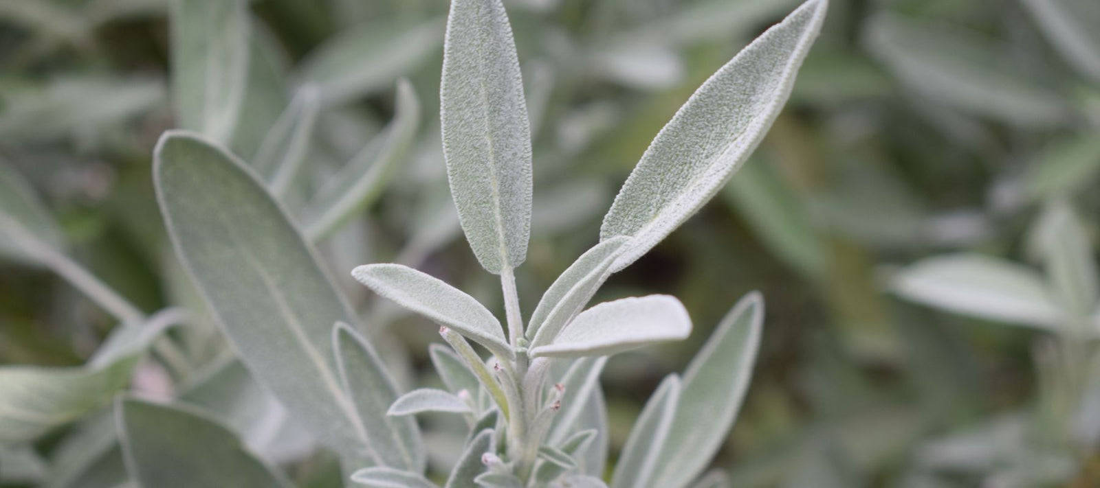 White Sage: Growing a Sacred Plant from Seed