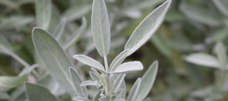 White Sage: Growing a Sacred Plant from Seed