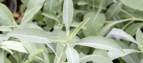 White Sage: Growing a Sacred Plant from Seed