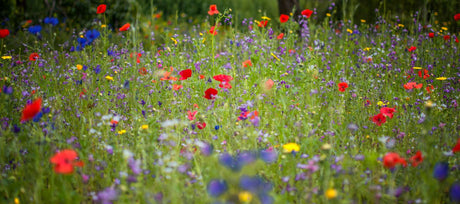 Wildflowers - seeds you can plant in Winter