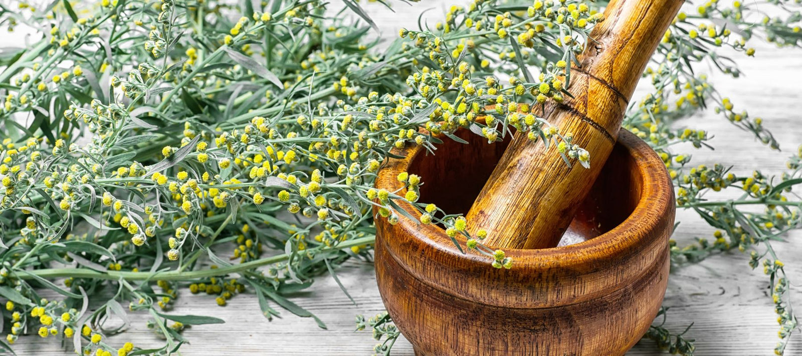How to Grow and Use Wormwood