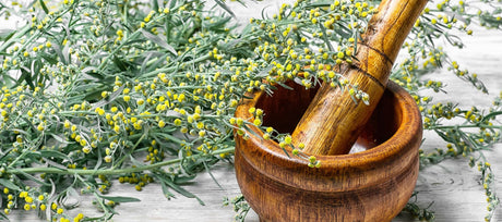 How to Grow and Use Wormwood
