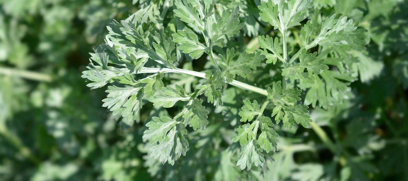 How to Grow Wormwood From Seed