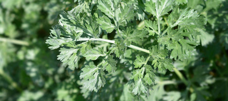 How to Grow Wormwood From Seed