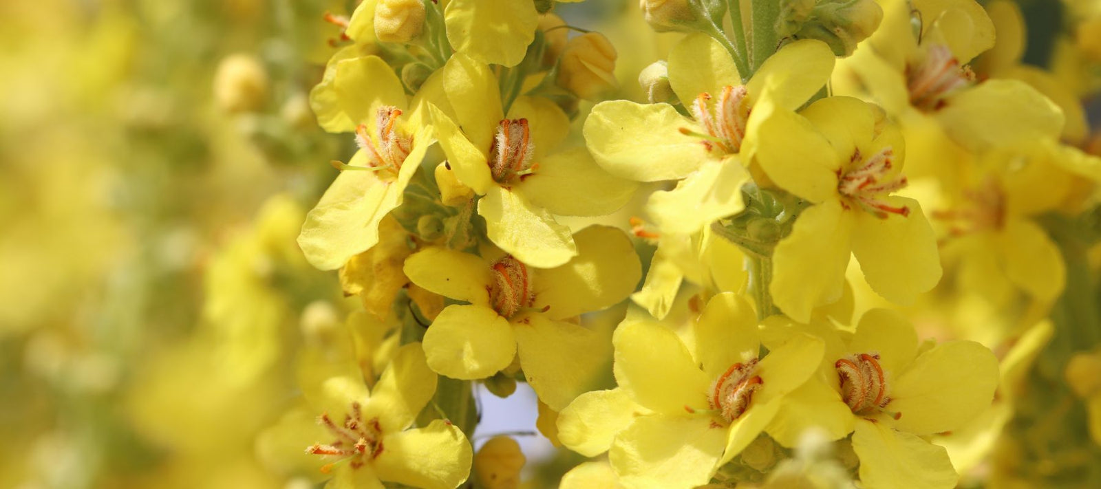 7 Beneficial Yellow Flowers for Your Garden