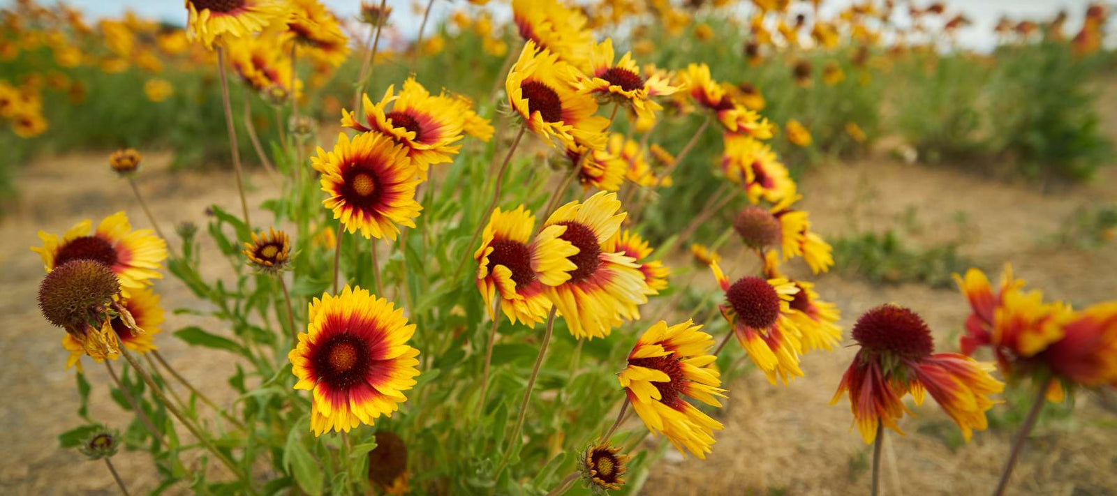 Grow a Burst of Color: Heirloom Blanketflower Growing Instructions & Care