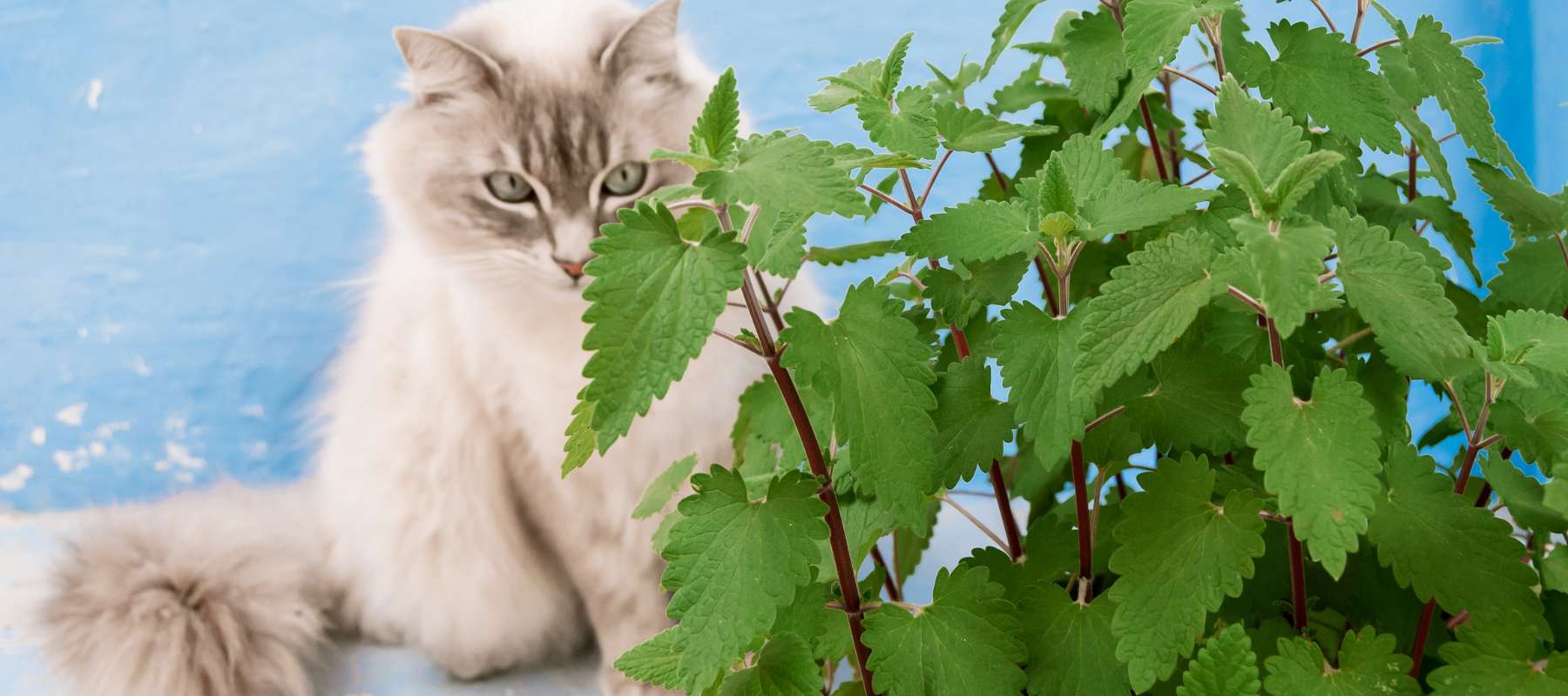 Growing Catnip and Other Pet Safe Herbs