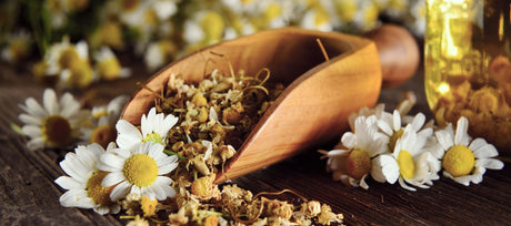 Roman vs. German Chamomile: A Guide to Choosing the Right One for You