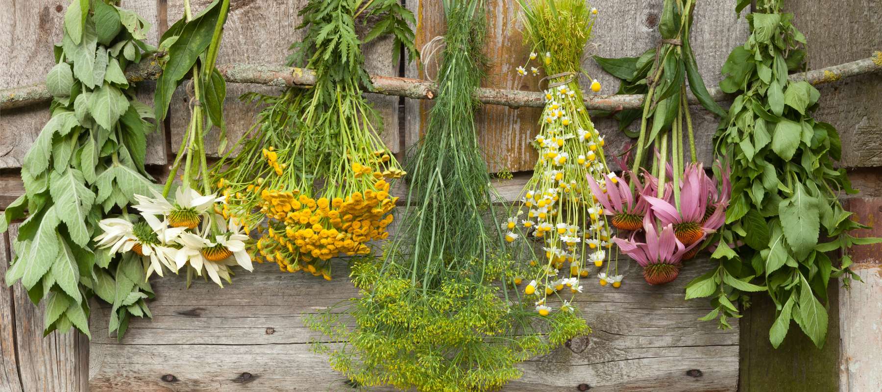 10 Medicinal Herbs You Should Grow
